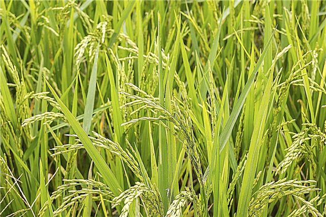 Rīsu audzēšana mājās: uzziniet, kā audzēt rīsus