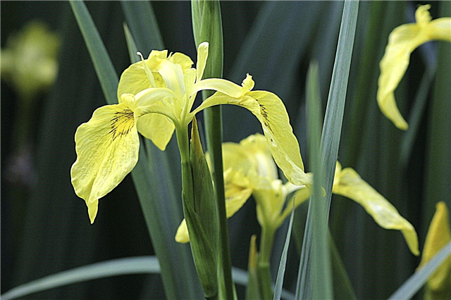 Žltá vlajka Iris Control: Ako sa zbaviť rastlín Iris Flag