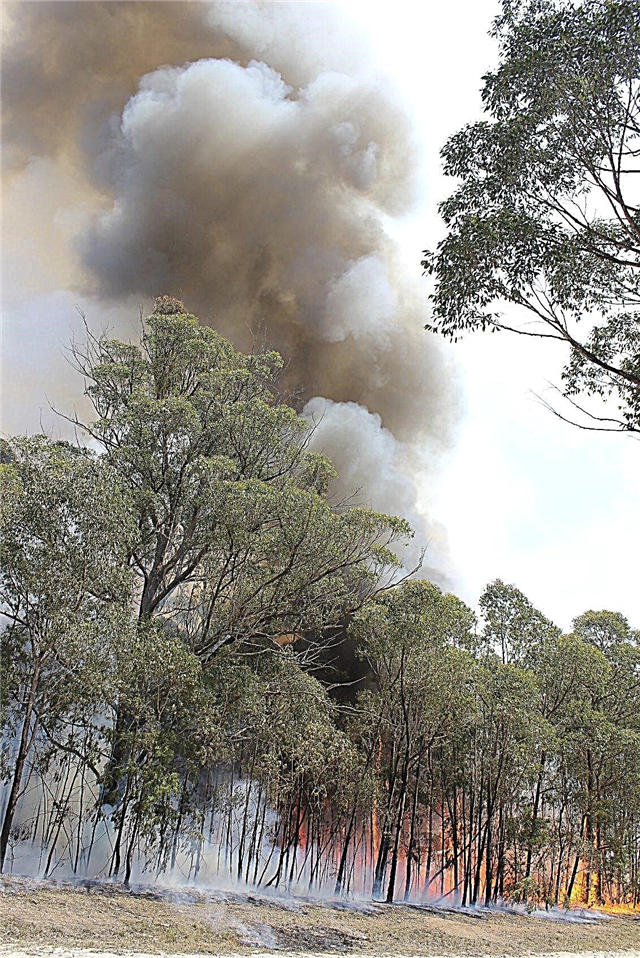 Peligros de incendio de eucalipto: los árboles de eucalipto son inflamables