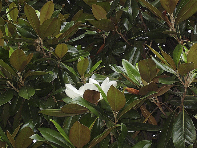 Différentes variétés de magnolia: quels magnolias sont à feuilles caduques
