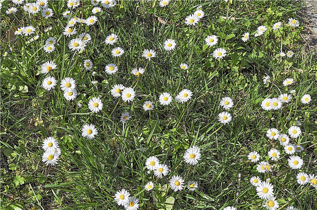 Wildblumenrasen: Tipps zum Wachsen von Blumenrasen