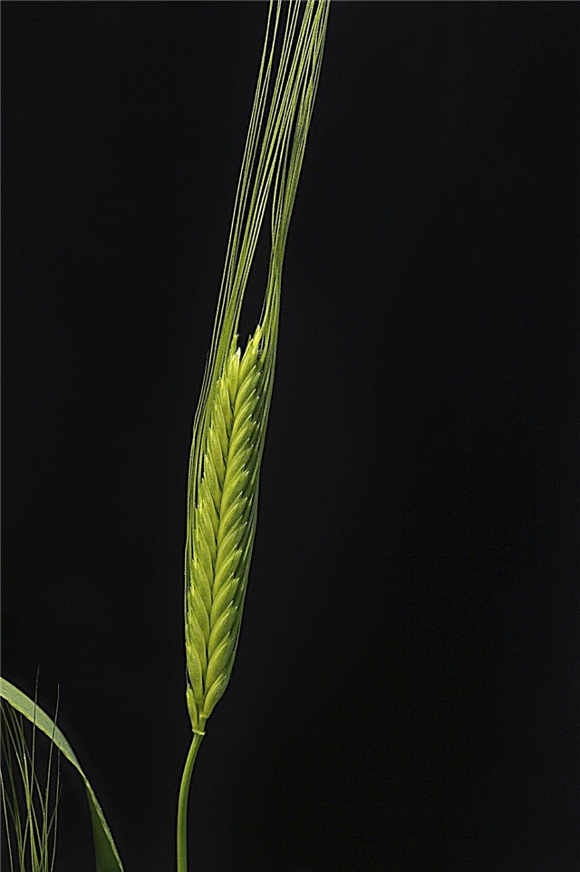 Qué es el trigo Emmer: información sobre las plantas de trigo Emmer