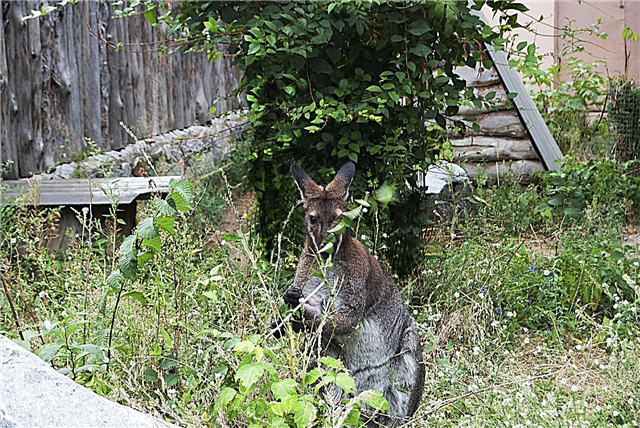 Kengūrų padaryta žala - kaip kengūras laikyti ne mano sode