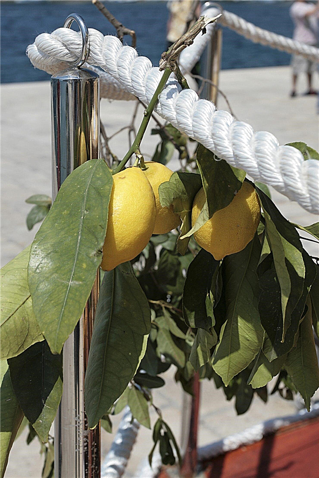 Soolakindel tsitrus - kas sidrunipuud on soolatolerantsed