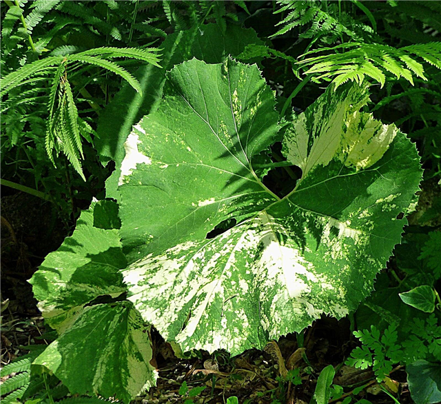 Informations sur le pétasite japonais: Cultiver des plantes de pétasite japonais