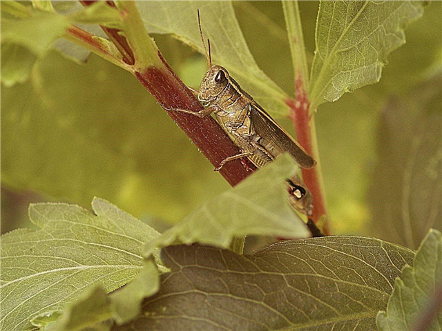 Erros em plantas Dahlia: Como se livrar de insetos que gostam de dálias