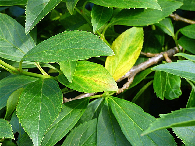 Forsythienblätter werden gelb - Gründe für gelbe Blätter bei Forsythien