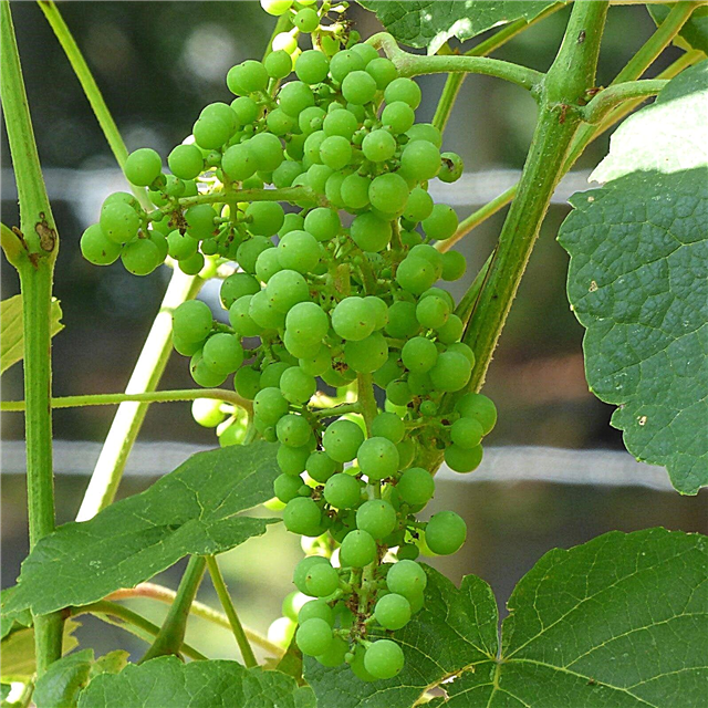 Grapevine-meststof: wanneer en hoe druiven te bemesten