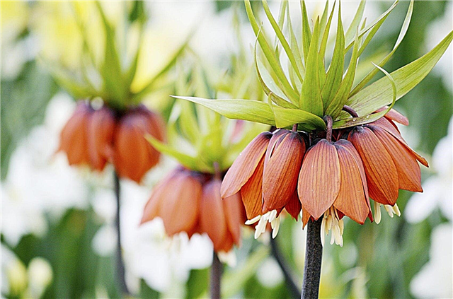 Crown Imperial Fritillaria: Kuinka kasvattaa Crown Imperial kasveja