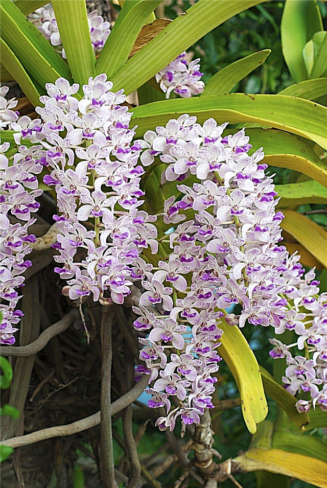 Rhynchostylis orkideer: tips om dyrking av revehaleorkideplanter