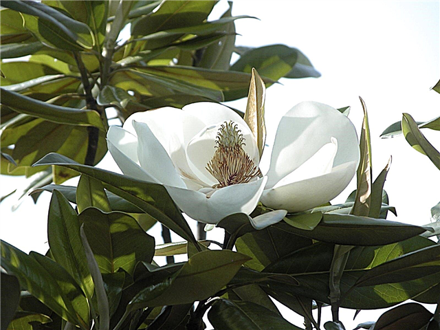 Magnolia Evergreen Variants: Lær om Evergreen Magnolias