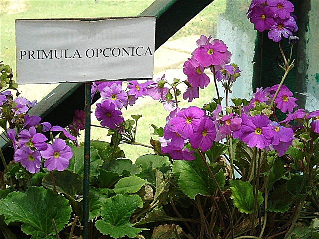 German Primula Info: Conseils sur l'entretien des plantes Primula Obonica
