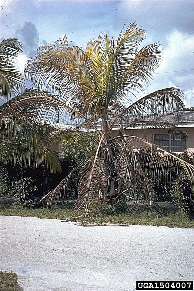 Bolezni kokosove palme - razlogi in popravki za kokosovo olupljanje