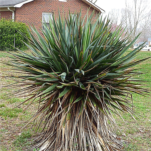 Problèmes avec les plantes de yucca: pourquoi une plante de yucca a-t-elle des pointes ou un feuillage brun?