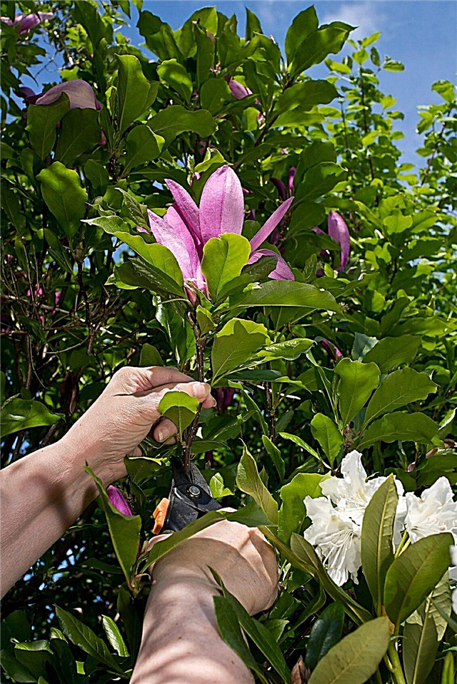 Vermehrung von Magnolienbäumen - Erfahren Sie, wie Sie Magnolienbäume wurzeln