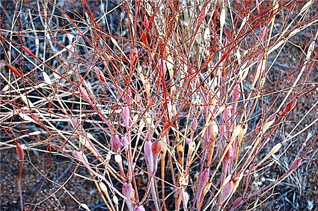 Informações sobre a planta da trombeta do deserto: informações sobre as flores silvestres da trombeta do deserto