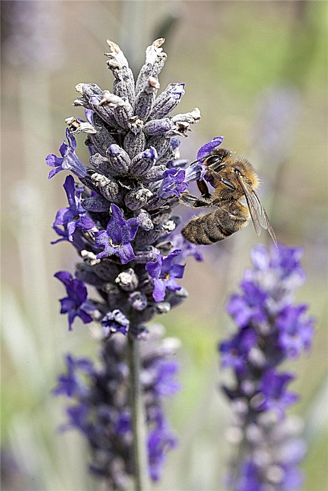 Erbe fiorite per le api: piantare erbe che attirano le api