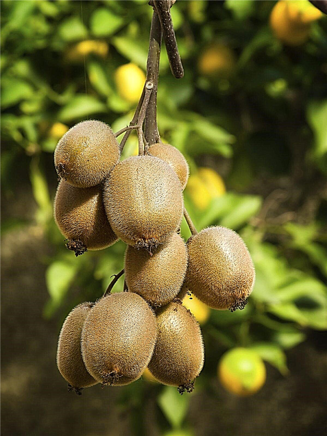 Alimentación de la fruta de kiwi: cuándo y cómo fertilizar los kiwis