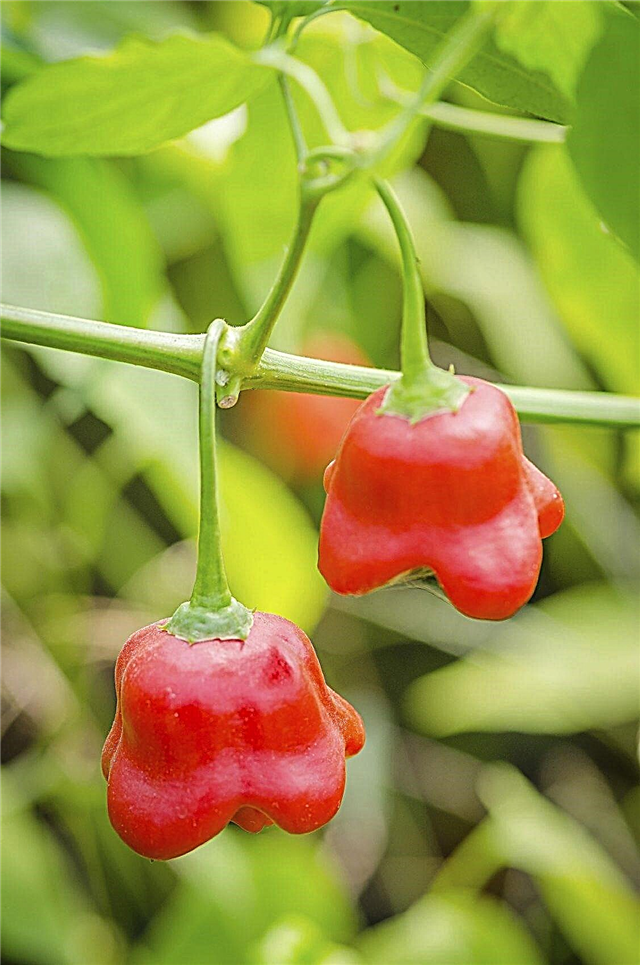 Pepparväxter: tips om odling av paprika för varm sås