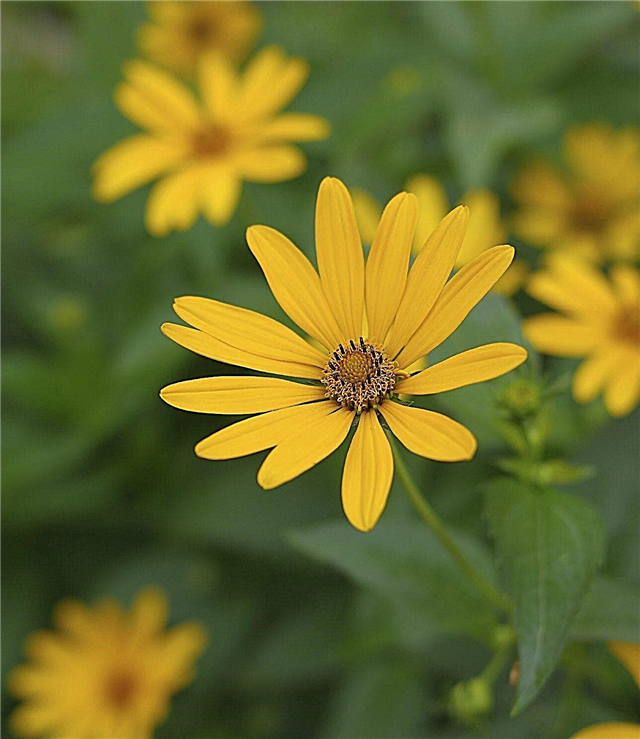Pemotongan Heliopsis: Apakah Anda Memotong Bunga Matahari Palsu