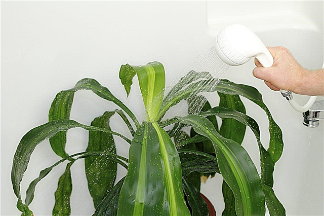 Phương pháp rửa muối: Mẹo rửa cây trong nhà