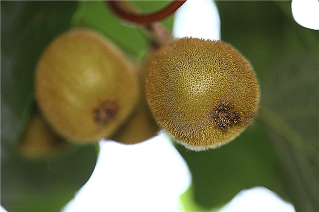 Kiwi-Pflanzentypen - Verschiedene Sorten von Kiwi-Früchten