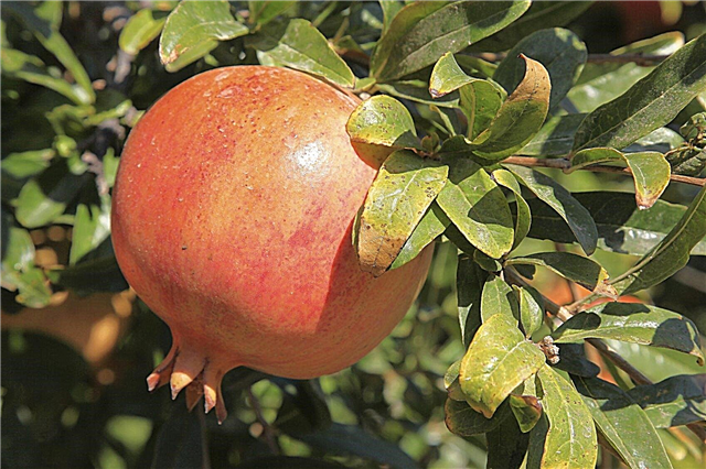 Granatno olje granatnega jabolka: Zakaj se granatni listi drevesa zvijajo