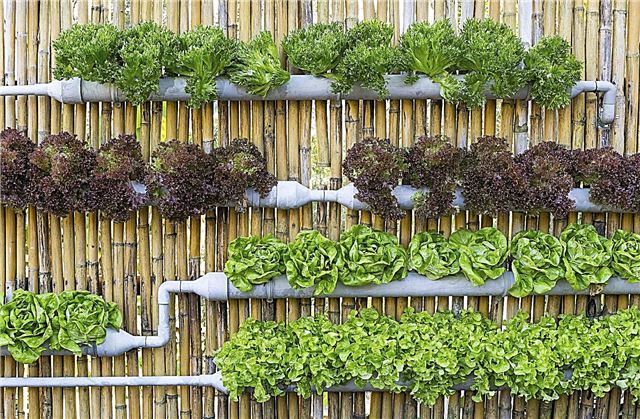 ¿Qué es la micro jardinería? Aprenda acerca de la micro jardinería exterior / interior