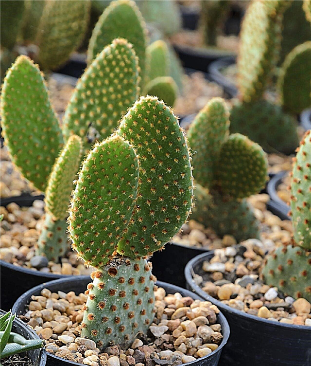 Растение за кактус на ухо на зайче - Как да отглеждаме кактус на ушите на зайче
