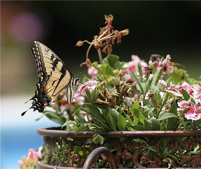 Plantes hôtes pour les papillons: comment faire un jardin en pot pour papillons