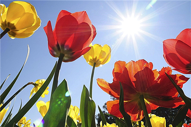 Warm weer en tulpen: tulpen kweken in warme klimaten
