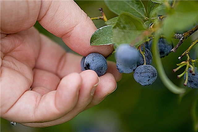 ブルーベリーの収穫シーズン：ブルーベリーの収穫に関するヒント