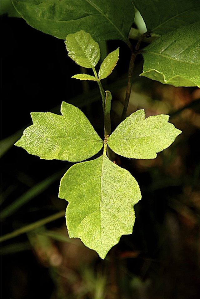 Poison Oak Removal: leer hoe u zich kunt ontdoen van Poison Oak Plants