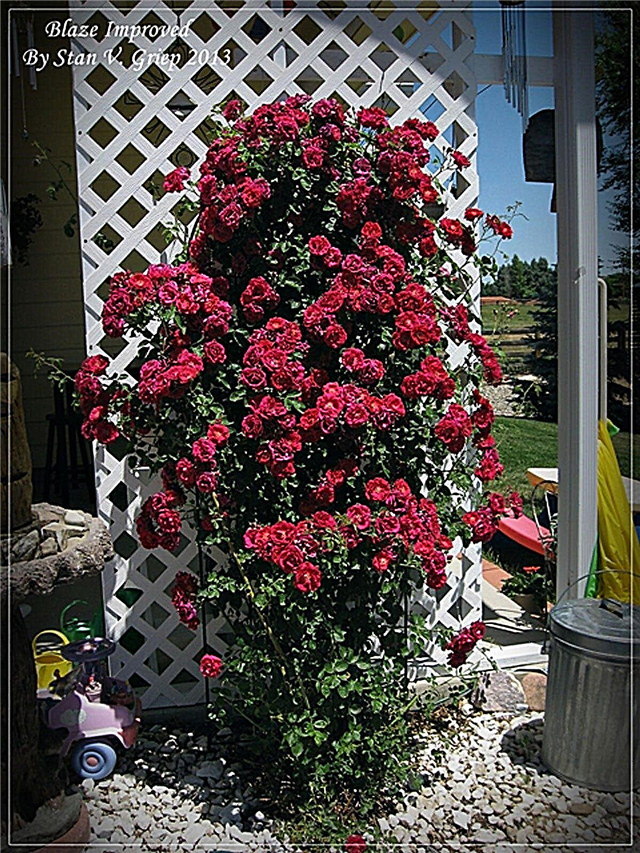Gestión de rosas trepadoras: aprenda sobre la formación de plantas trepadoras de rosas