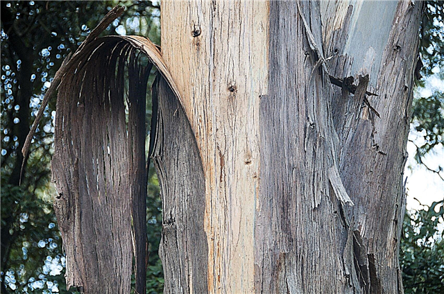 Corteza de árbol de eucalipto - Aprenda sobre pelar la corteza de un eucalipto