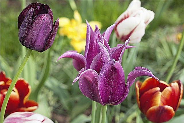 Types de fleurs de tulipes: en savoir plus sur les différentes variétés de tulipes
