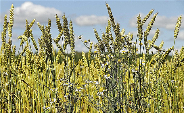 Dækafgrøder til ukrudtsbekæmpelse: Hvornår der skal plantes dækafgrøder for at undertrykke ukrudt