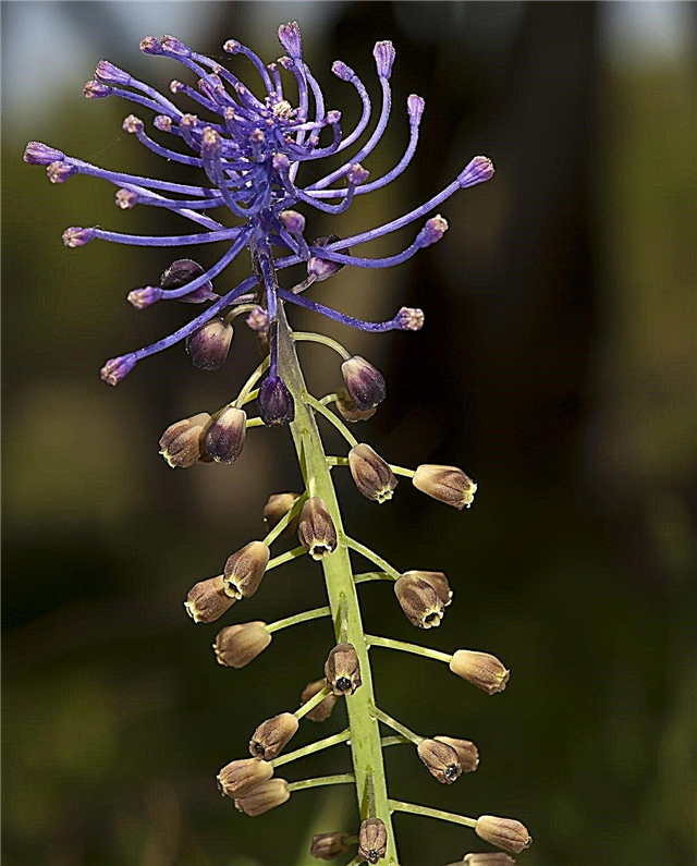 Отглеждане на пискюл от хиацинт: Научете повече за луковиците на пискюл от хиацинт в градината
