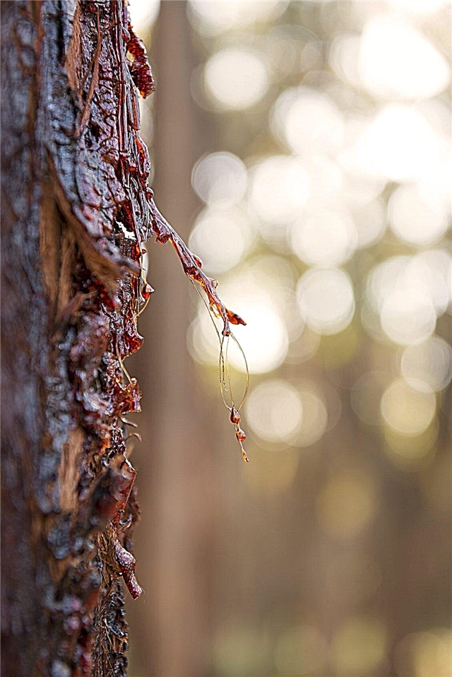 بكاء أشجار الأوكالبتوس: لماذا تتسرب شجرة الأوكالبتوس من النسغ