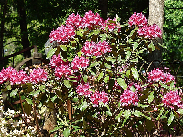 Bemesting van rododendrons: hoe en wanneer bemest u rododendrons