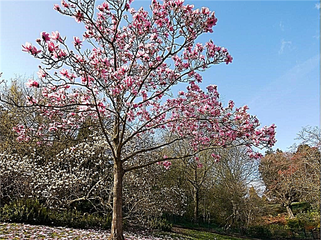 Variétés de magnolia: quels sont les différents types de magnolia