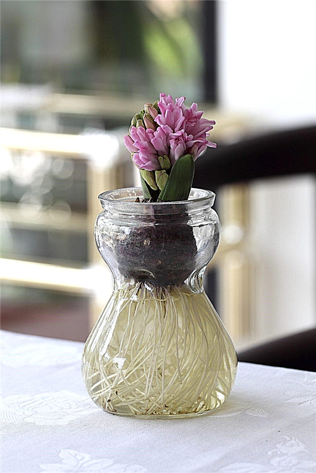 球根瓶とは：花を強制するための球根花瓶情報