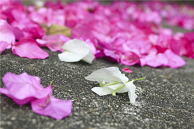 Зацвітає бугенвіля: Причини краплі квітки Бугенвілії