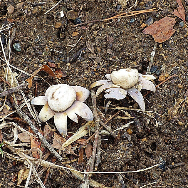 Qu'est-ce que le champignon Earthstar: en savoir plus sur les champignons étoilés dans les pelouses
