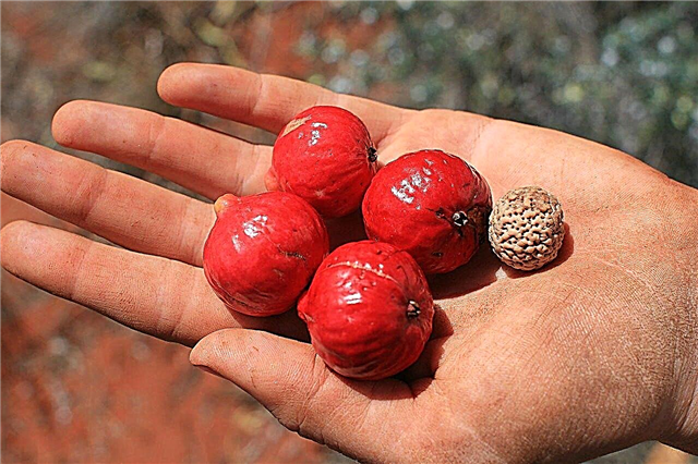 Árboles frutales de Quandong: consejos para cultivar fruta de Quandong en jardines