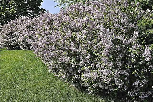 Le lilas est-il un arbre ou un arbuste: en savoir plus sur les types de lilas et d'arbustes