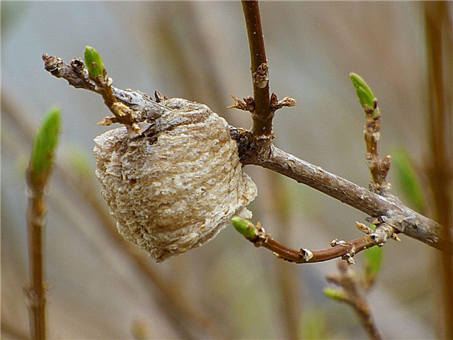 Mantis Religiosa Egg Sac Info: Aprenda sobre la Mantis Religiosa en el Jardín