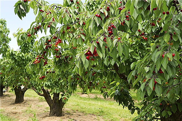 أصناف شجرة الكرز: أنواع أشجار الكرز للمناظر الطبيعية