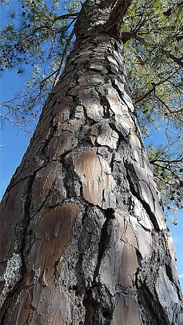 لوبولي رعاية شجرة الصنوبر: حقائق شجرة الصنوبر لوبولي ونصائح متزايدة