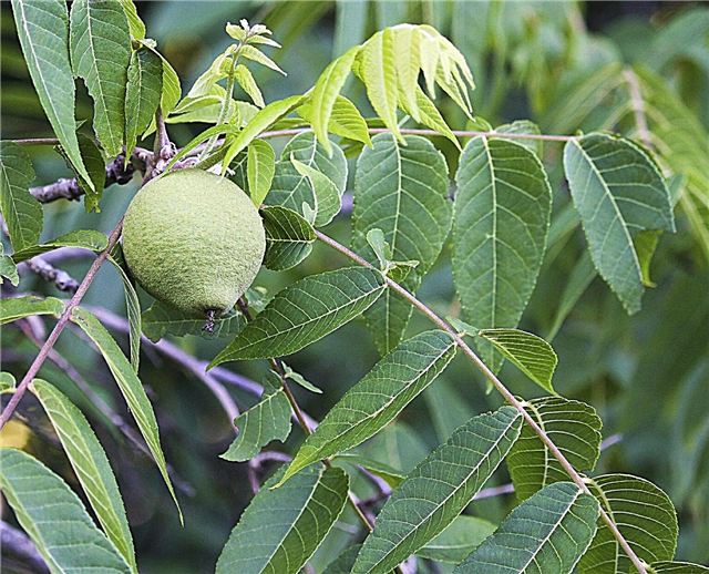 Mustapähkinäpuiden istuttaminen: Lisätietoja mustan pähkinäpuiden kasvattamisesta